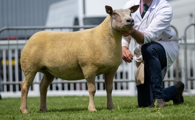 Inter-breed sheep and Charollais champion, Oakchurch Alabama Slammer, from David Roberts