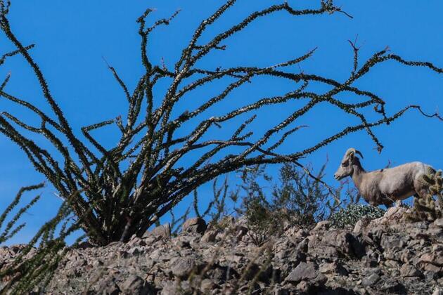 Dead endangered sheep found in razor wire installed at U.S.-Mexico border