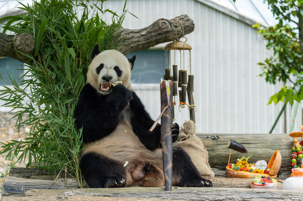 CHINA-SICHUAN-GIANT PANDAS-BIRTHDAY PARTY (CN)