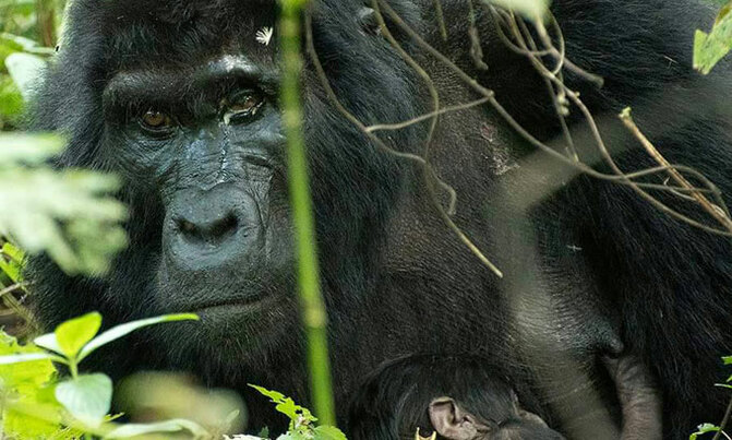 Two baby gorillas born in one week Two baby gorillas born in one week