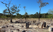 Mineradora é condenada por comercializar madeira fossilizada no Tocantins