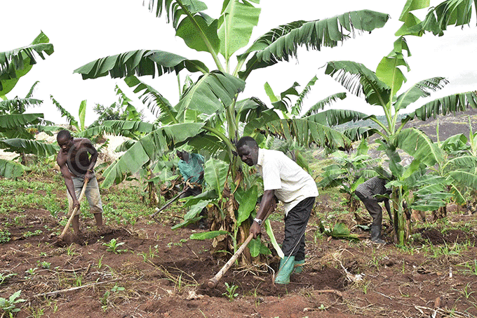  r incent aratunga digging with some of his workers at his farm at  airwe in yegegwa 