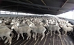 Live exports to restart in Iran
