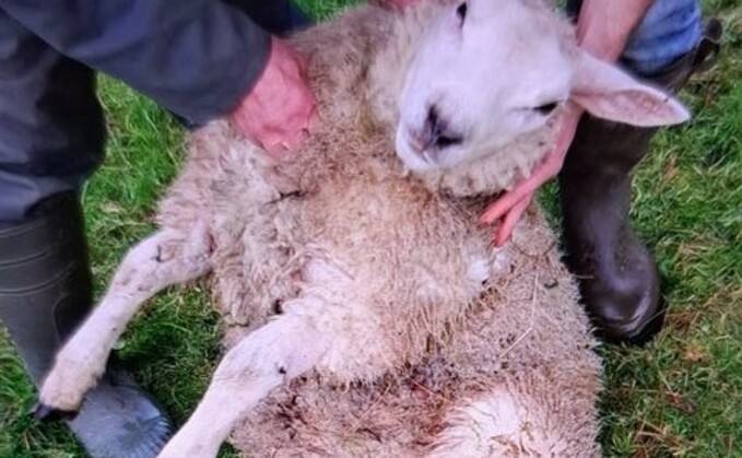 Lincolnshire Police said a 'spate' of dog attacks in the county included five sheep which had drowned with another three seriously injured (Lincolnshire Police Rural Crime Action Team)
