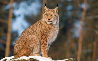 Lynx reintroduction supported in Scotland and Northern England, wildlife charity says