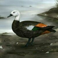 The discovery of an extinct shelduck highlights the rich ancient biodiversity of the remote Rkohu Chatham Islands