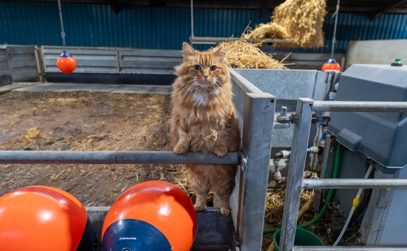 Letters: "Battersea's working cats are happiest in spacious, rural environments"