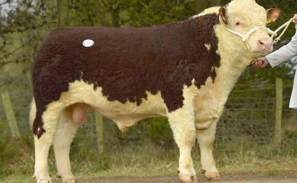 Herefords set records at Dungannon