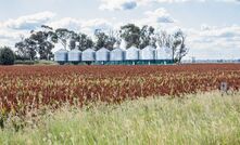 China is looking to Brazil for sorghum amid trade tiffs with the US, which could have long-term consequences for Australia.
