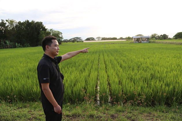 PHILIPPINES-NUEVA ECIJA-HYBRID RICE