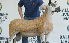 Bluefaced Leicester lamb smashes record