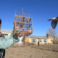 #(EcoChina) CHINA-HEILONGJIANG-HARBIN-BIRDS PROTECTION (CN)