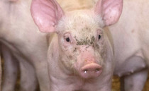 Pig farmers highlight dire situation of 'extremely low prices' and contracts cuts