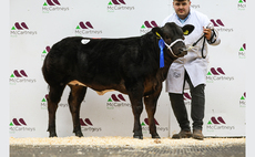 Black Pearl dazzles at Brecon show potentials