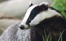 Derbyshire bTB cull U-turn ruled lawful