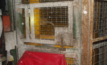 The man cage at the centre of the investigation.