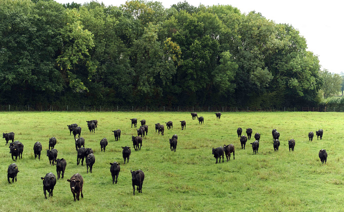 Farmers fear threat of bluetongue outbreak next year