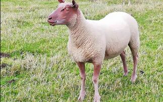 Pure rouge sheep stolen from farm in Lincolnshire