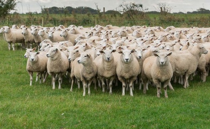 Survey suggests more proactivity needed to tackle sheep wormer resistance
