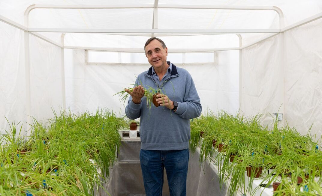 University of Sydney Plant Breeding Institute (PBI) director, Professor Richard Trethowan, has led a team which has developed a ‘biologically perfect’ system to allow large-scale creation of hybrid wheat. 