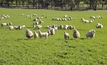 Mineral imbalance in sheep grazing crops