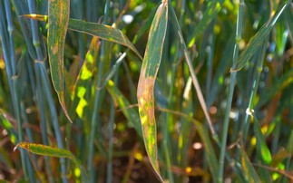 Planning for T3 fungicide applications