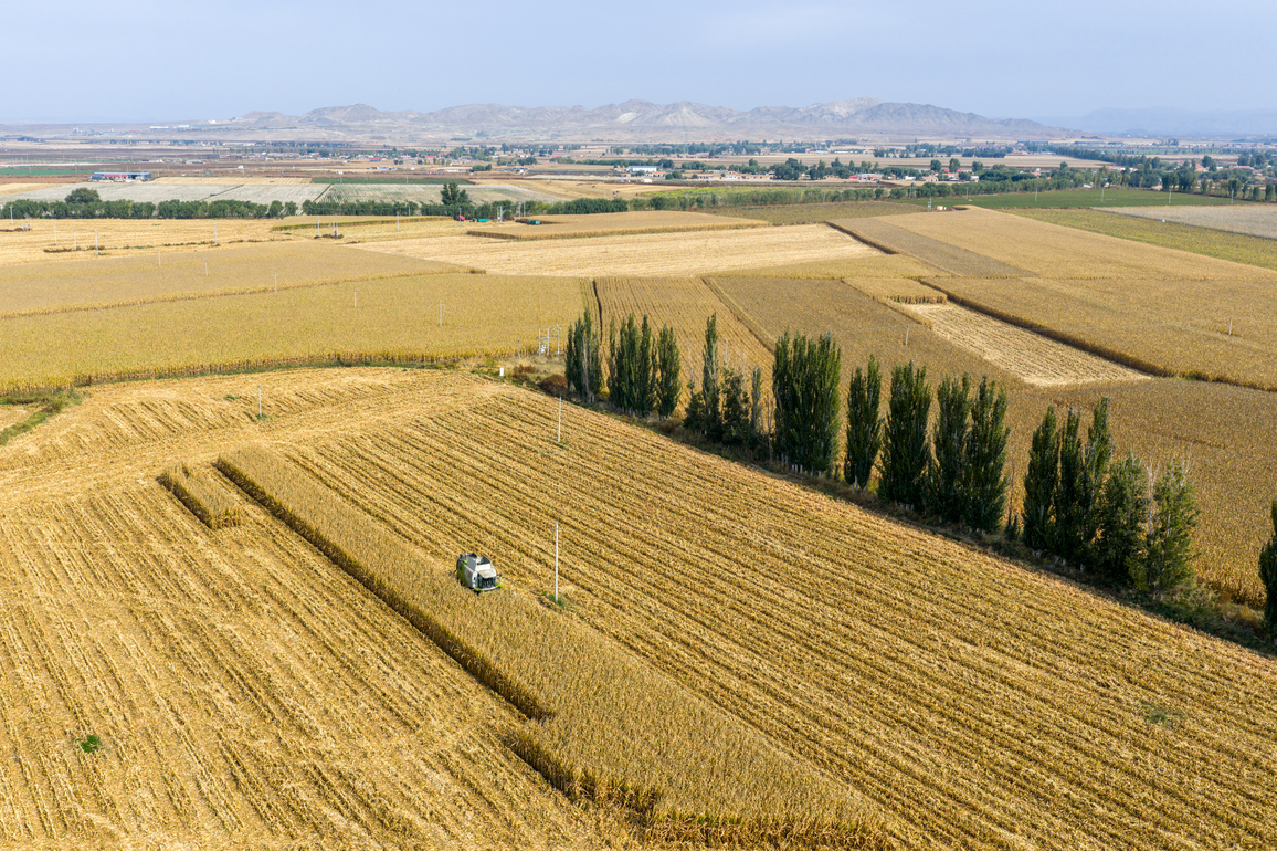 CHINA-INNER MONGOLIA-URAD FRONT BANNER-CORN-HARVEST (CN)