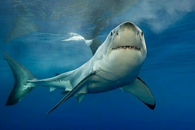 New Study on Shark Attack Media Coverage Shows Increasing use of the Phrase "Shark Bite"