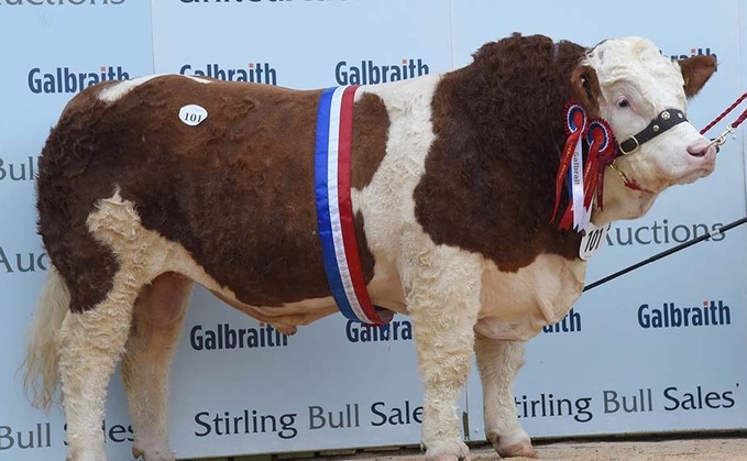 STIRLING BULL SALES: Wolfstar herd leads Simmentals at 18,000gns