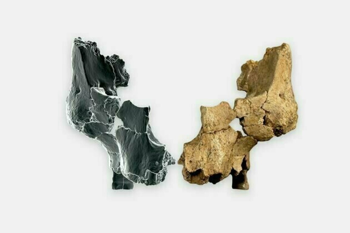 Fragments of a million-year-old face found in Spain shed new light on ancient human migrations