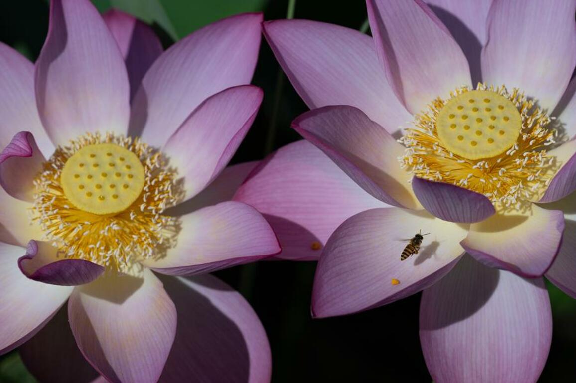Asia Album: Blooming lotus flowers in Macao
