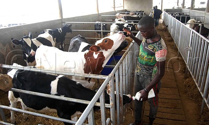 Why you need a proper calf house Why you need a proper calf house