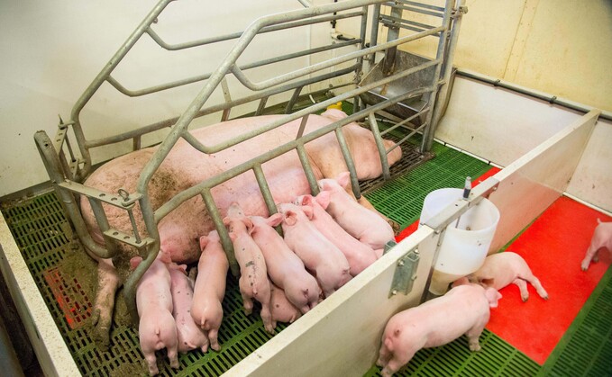 Letters: "British farmers risk being abandoned again by animal welfare reform"