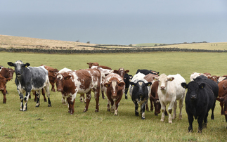 Why is Beef Shorthorn the breed of choice for one North Yorkshire finishing unit?