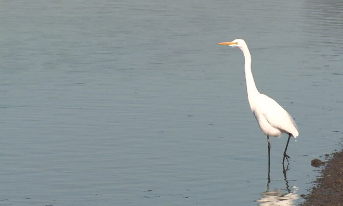 The Egret is a symbol of purity and strength The Egret is a symbol of purity and strength