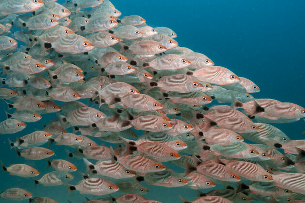 Costa Rica and the ocean: A sanctuary for ocean wildlife