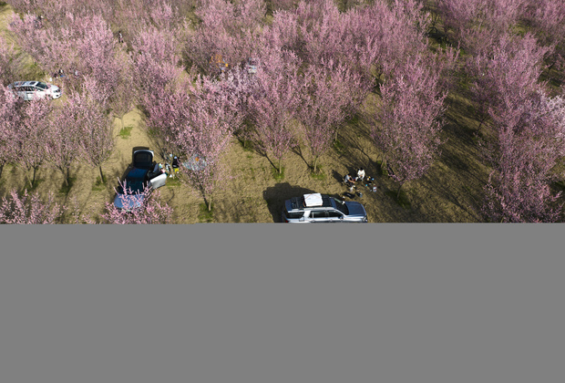 CHINA-SHAANXI-XI'AN-PLUM BLOSSOMS (CN)