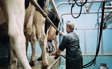 Sharp decline in GB dairy farmers