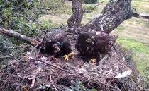 Farmers warned to be cautious as record number of white-tailed eagle chicks hatched in England