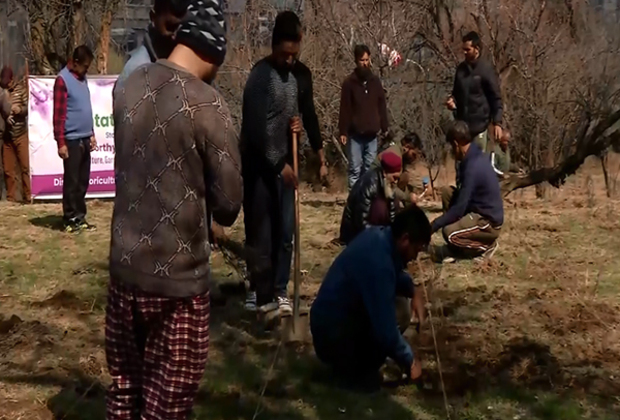 J-K: First lavender plantation drive begins at heritage Badamwari garden