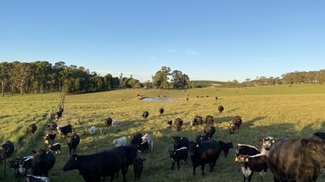 Bill Findlay has been using his own Angus cows to contract breed for Angus and Speckle Park studs for the past five years. 