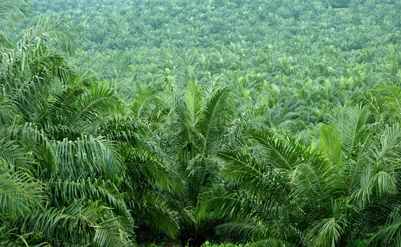 Golden Agri-Resources reveals plan for 'fully traceable' palm oil by 2020