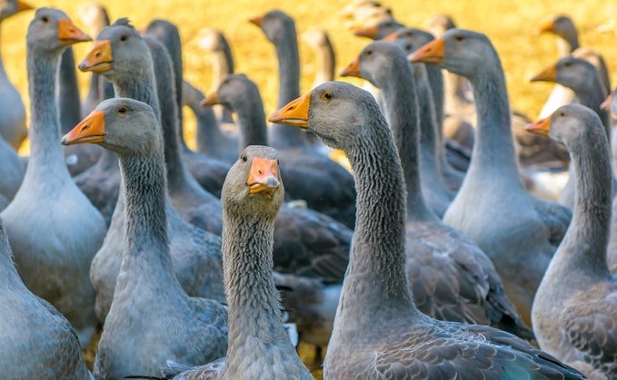 Steve Webb: Raising tax is about ‘plucking the goose with the minimum amount of hissing’