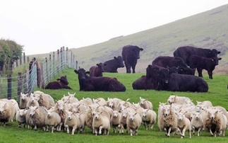 Animal welfare import report sends warning to MPs