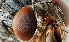 First blowfly strike cases of 2020 reported