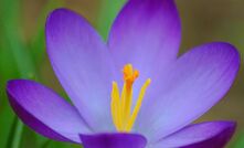 Desert Crocus blooms for Innamincka