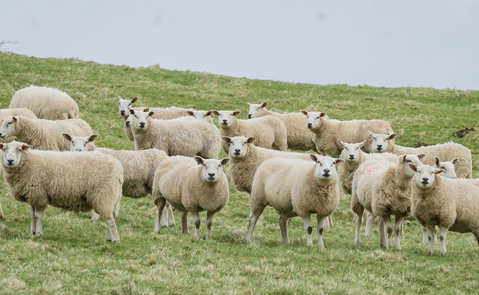 Preventing wormer resistance through the grazing season