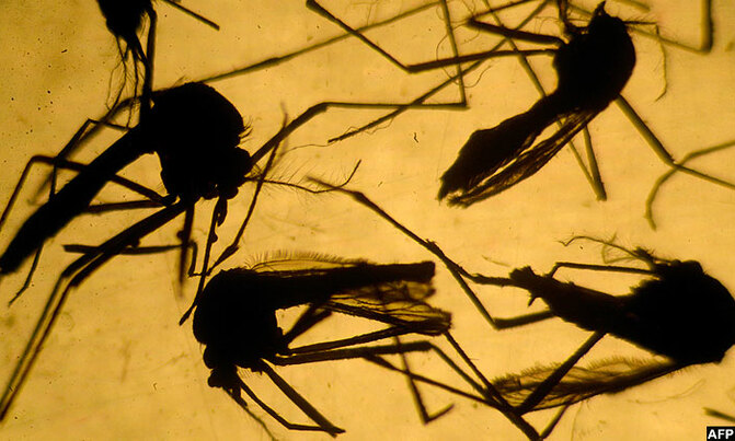 Zika 'may persist' in vaginal tract Zika 'may persist' in vaginal tract