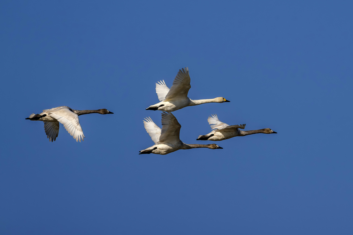 CHINA-FUJIAN-MINJIANG RIVER-NATURE RESERVE-TUNDRA SWANS (CN)