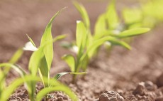 Seed treatment reduces nitrogen use by 10 per cent